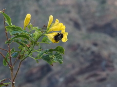 Bombus terrestris canariensis