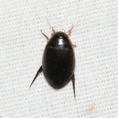 Thermonectus basillaris