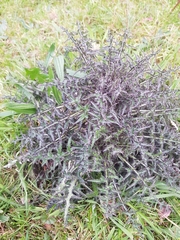 Cirsium palustre