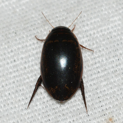 Thermonectus basillaris