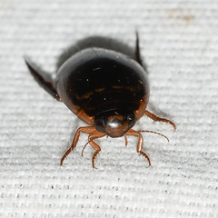 Thermonectus basillaris