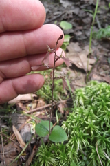 Neottia smallii