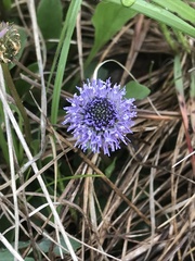 Globularia bisnagarica