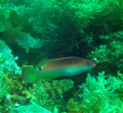 Austrolabrus maculatus