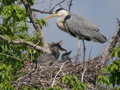 Ardea cinerea