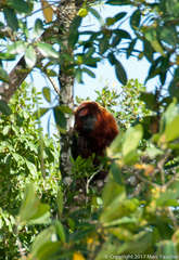 Alouatta macconnelli