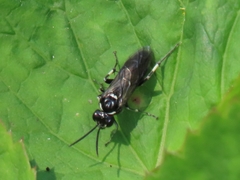 Macrophya albicincta