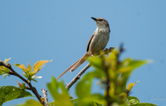 Prinia striata