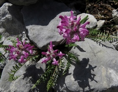Pedicularis rosea