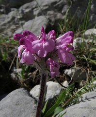 Pedicularis rosea