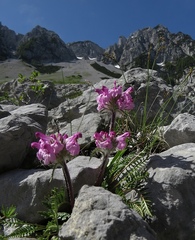 Pedicularis rosea