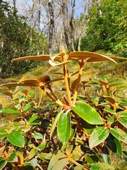 Rhododendron poluninii