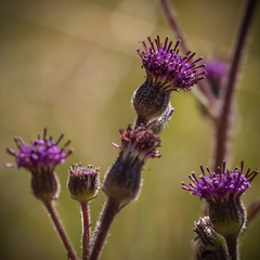 Senecio discodregeanus