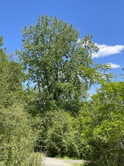 Magnoliopsida