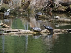 Trachemys scripta