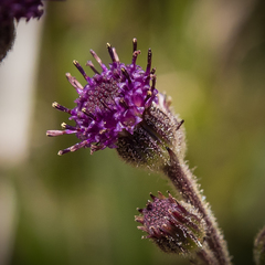 Senecio discodregeanus