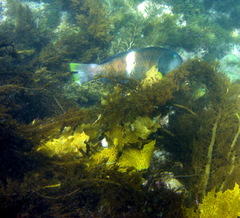Notolabrus tetricus
