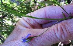 Psoralea trullata