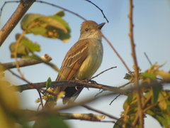 Myiarchus yucatanensis