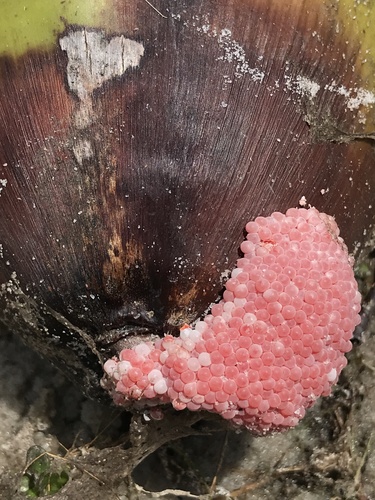 Ampullariidae image