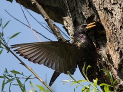 Sturnus vulgaris