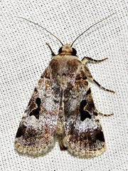 Ariathisa abyssinia