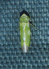 Liguropia juniperi
