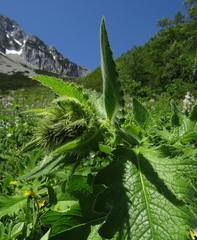 Cirsium carniolicum