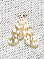 Obtusipalpis pardalis