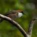 Rufous-crowned Laughingthrush - Photo (c) Liu JimFood, some rights reserved (CC BY-NC), uploaded by Liu JimFood