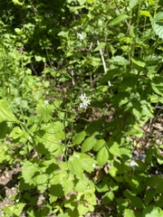 Alliaria petiolata
