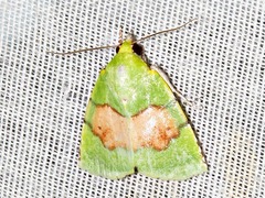 Lophocrama phoenicochlora