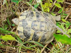 Testudo hermanni