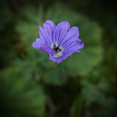 Geranium magniflorum