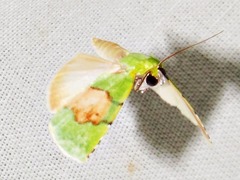 Lophocrama phoenicochlora