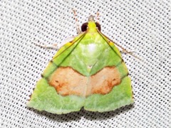 Lophocrama phoenicochlora