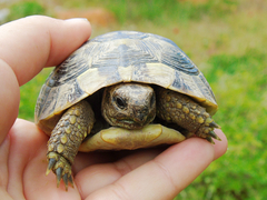 Testudo hermanni