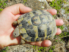 Testudo hermanni