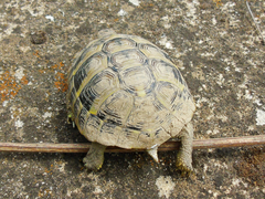 Testudo hermanni