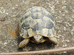 Testudo hermanni