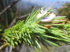 Psoralea floccosa