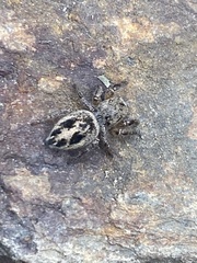 Habronattus decorus