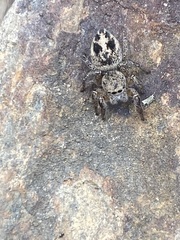 Habronattus decorus