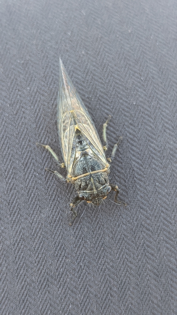 Neoplatypedia constricta