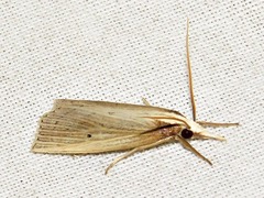 Calamotropha