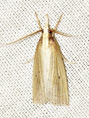 Calamotropha