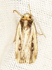 Axylia annularis