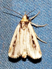 Axylia annularis