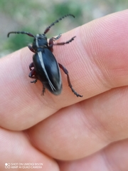 Dorcadion etruscum