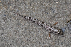 Periophthalmus variabilis